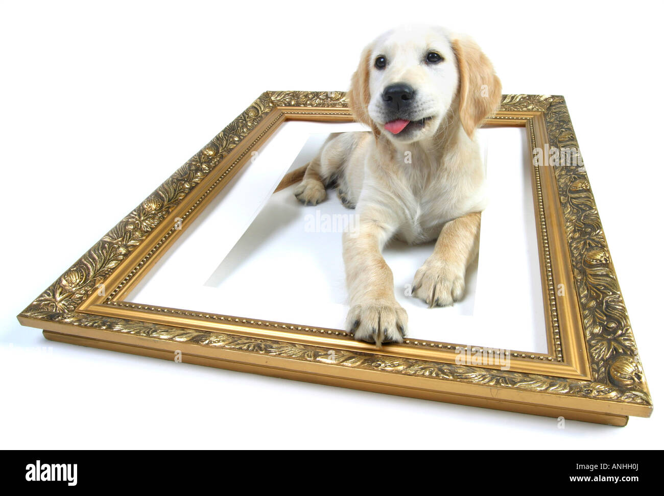 Golden Retriever Canis lupus f. familiaris whelp lying between golden picture frame Stock Photo