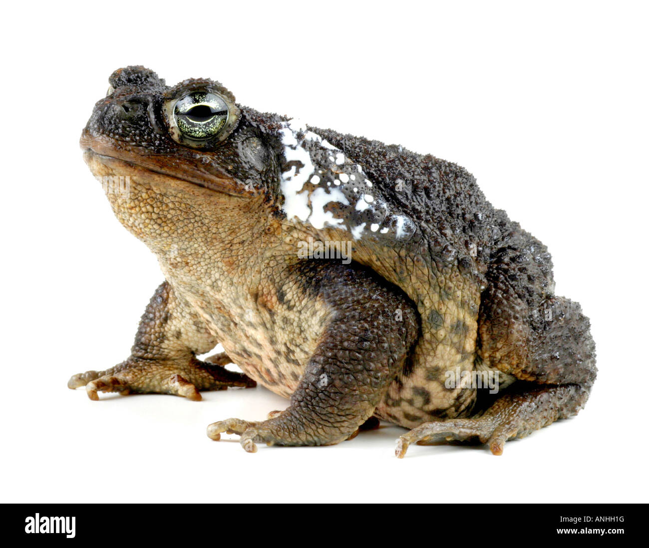 Cane toad poison hires stock photography and images Alamy