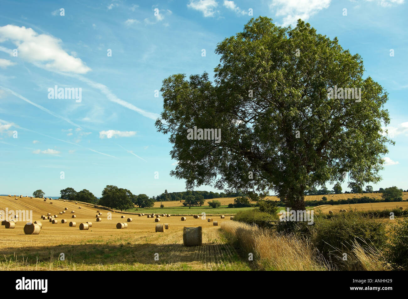 Single Tree in Rural farmland setting Stock Photo - Alamy