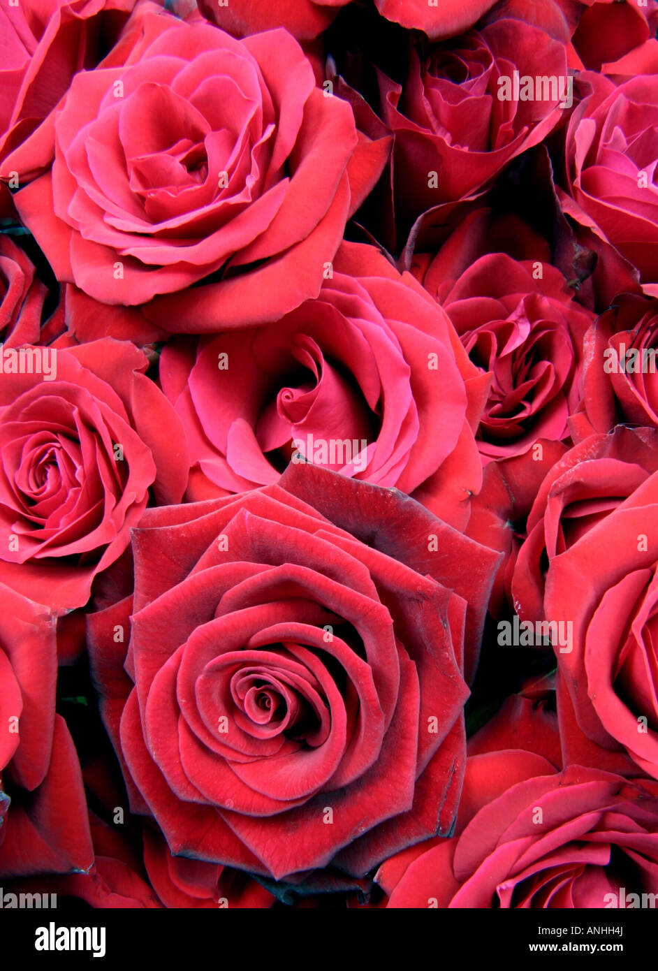 rose Rosa spec. red rose blossoms Stock Photo