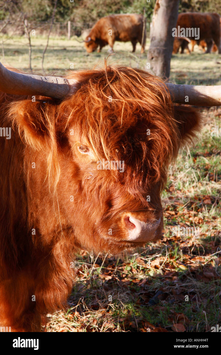 Highland Cattle cow portrait. Stock Photo