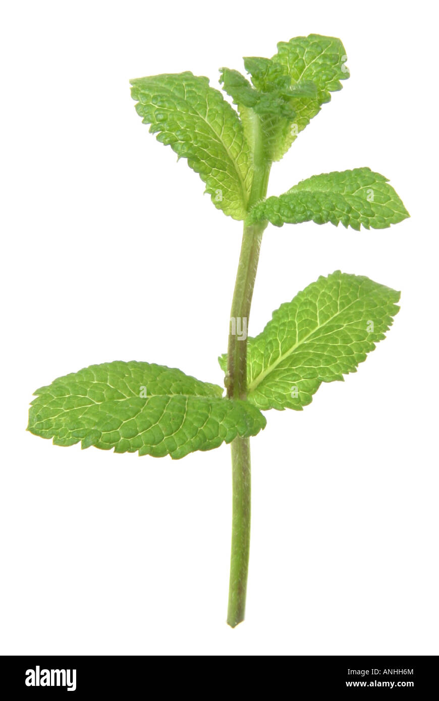 spanish peppermint Mentha piperita Mentha x piperita leaves Stock Photo Alamy