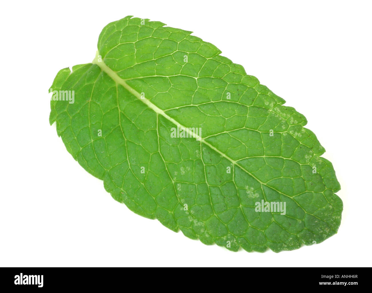 spanish peppermint Mentha piperita Mentha x piperita single leaf Stock Photo