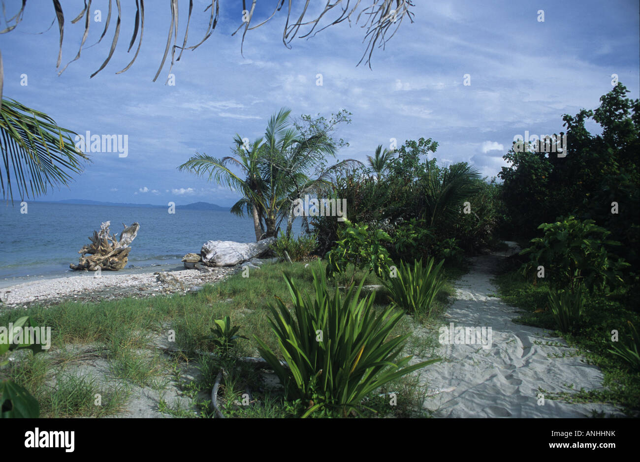 Jungle cahuita beach costa hi-res stock photography and images - Alamy