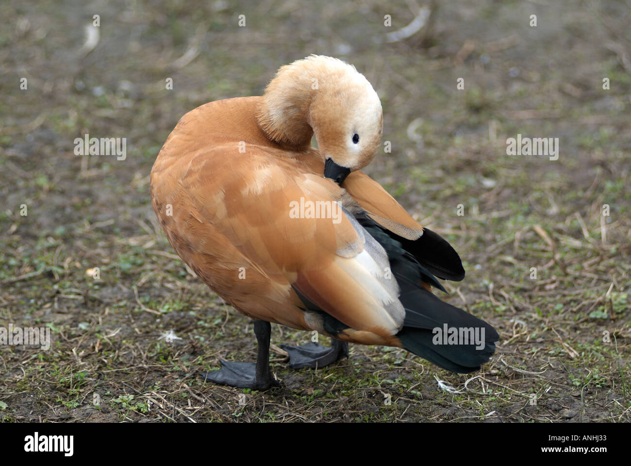 Cinnamon Teal duck at the Waters Edge Stock Photo
