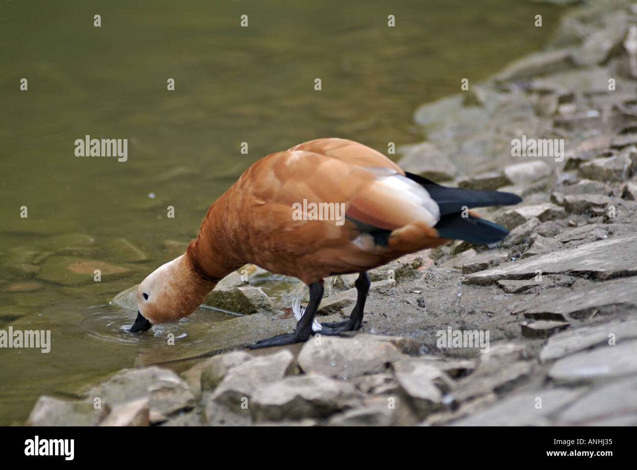 Cinnamon Teal duck at the Waters Edge Stock Photo