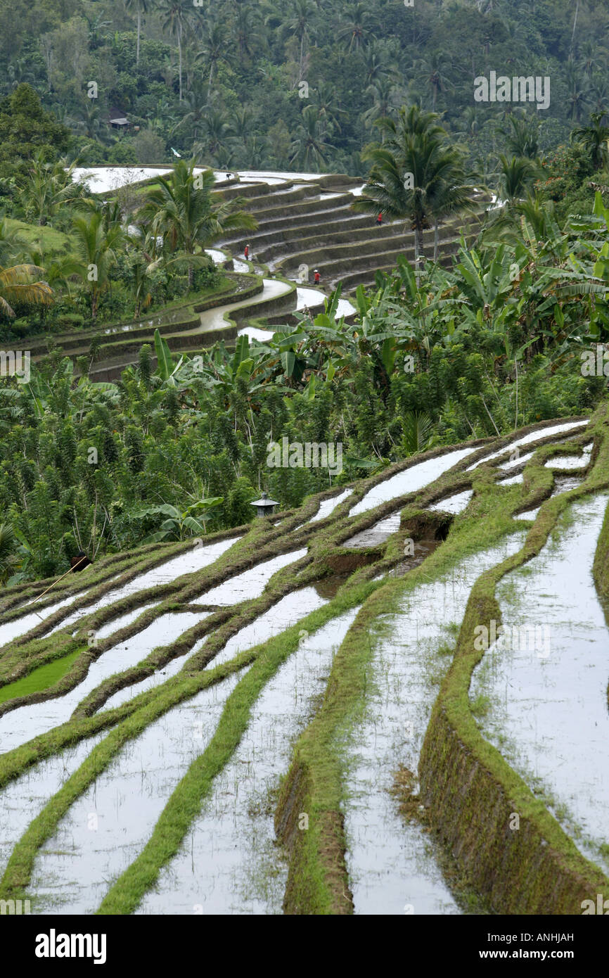 rice fields in Bali Stock Photo - Alamy