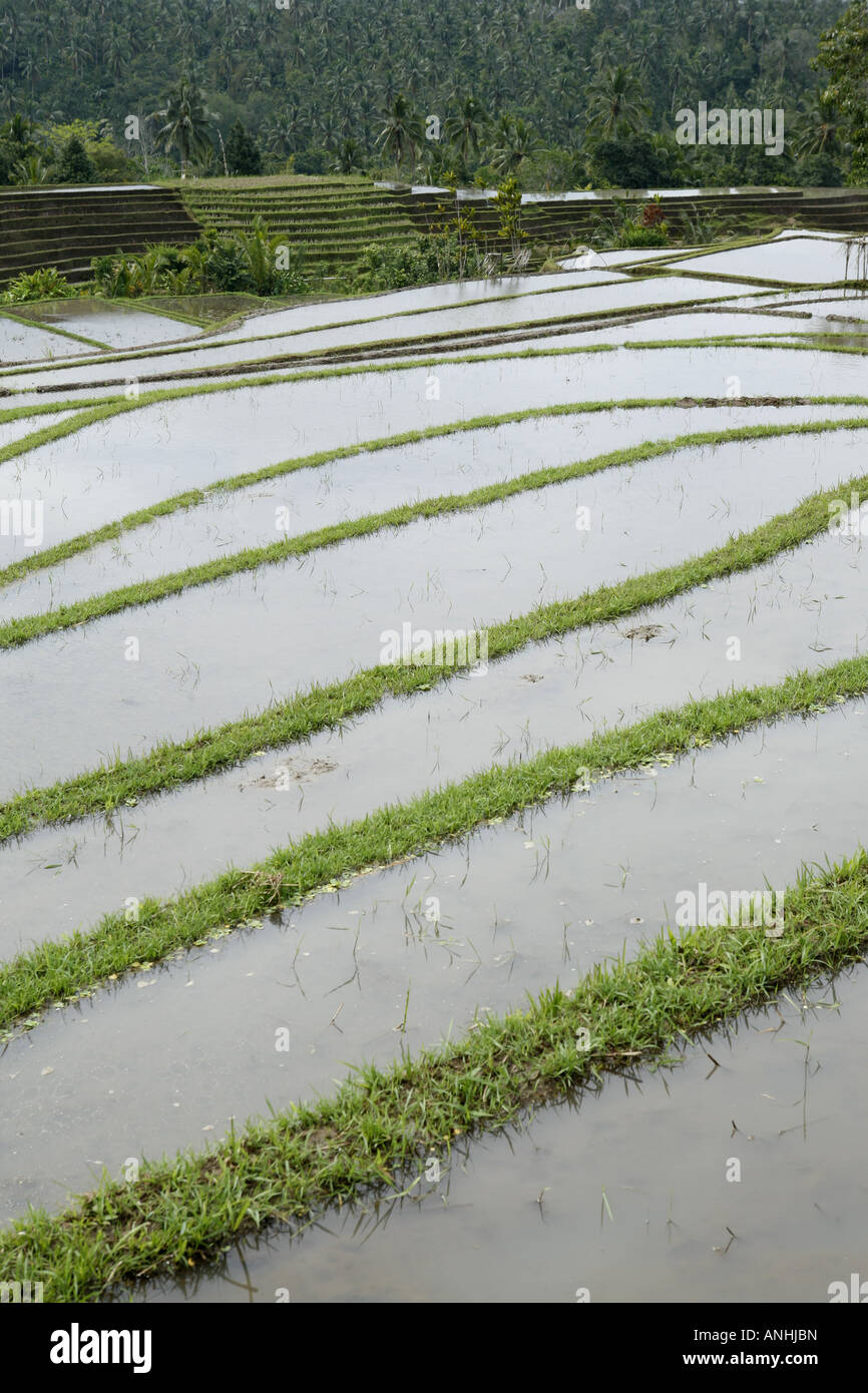rice fields in Bali Stock Photo - Alamy