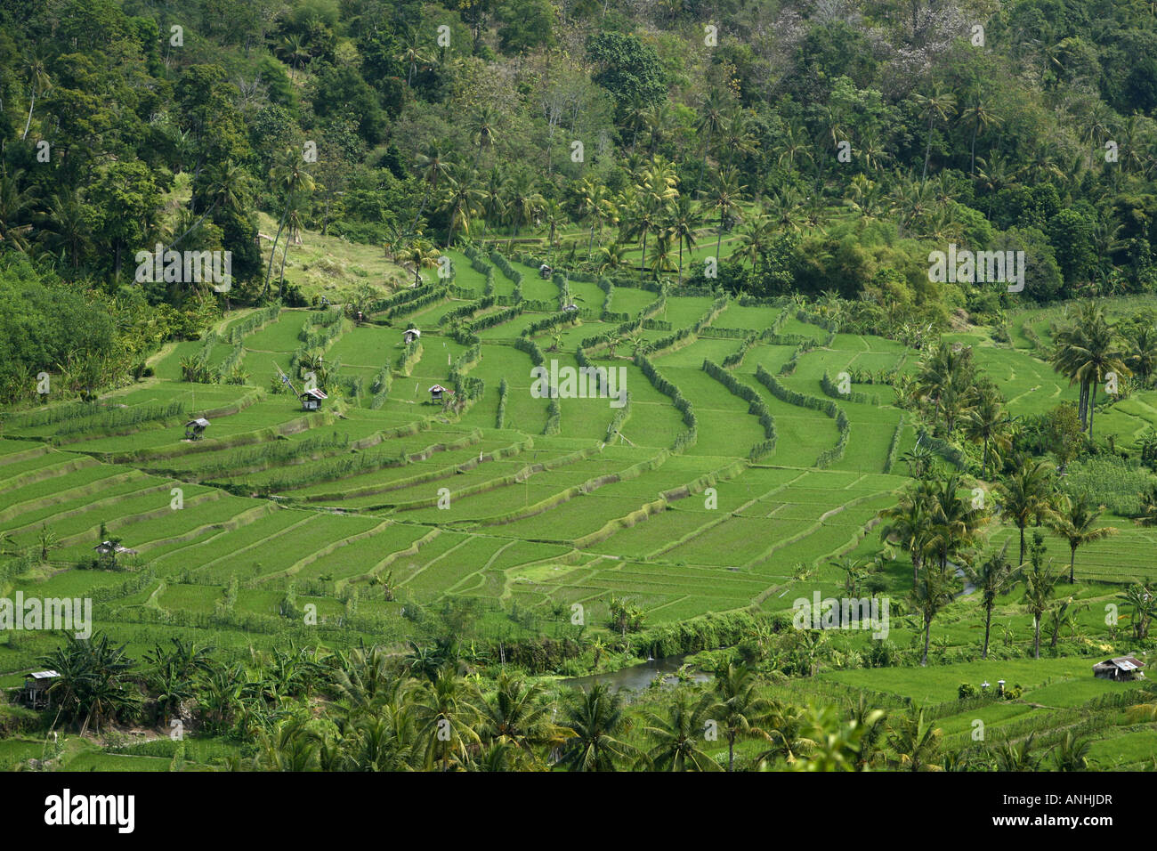 rice fields in Bali Stock Photo - Alamy