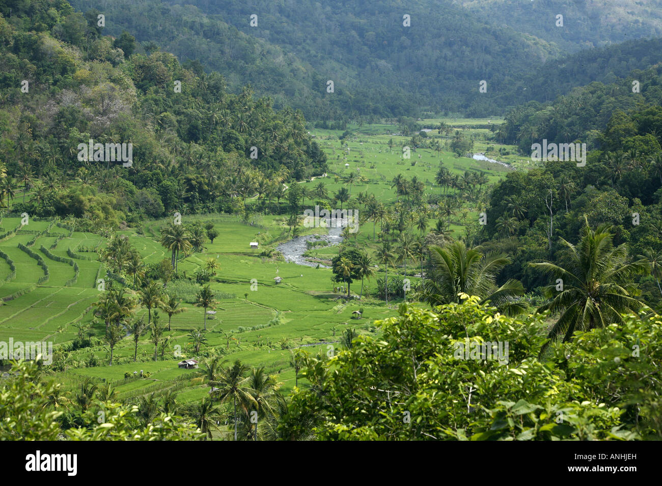 rice fields in Bali Stock Photo - Alamy