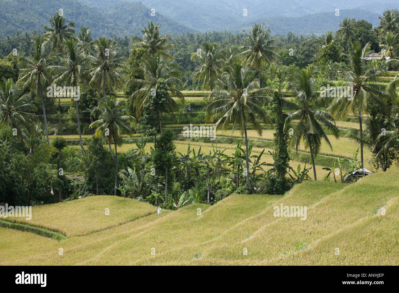 Rice fields, Bali Stock Photo - Alamy