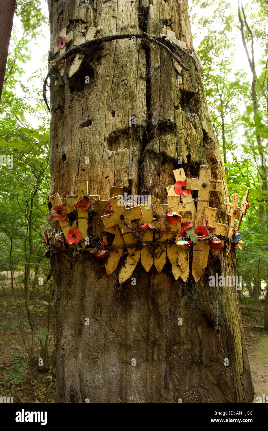 Old tree pockmarked with shell and bullete scars and preserved WW1 ...