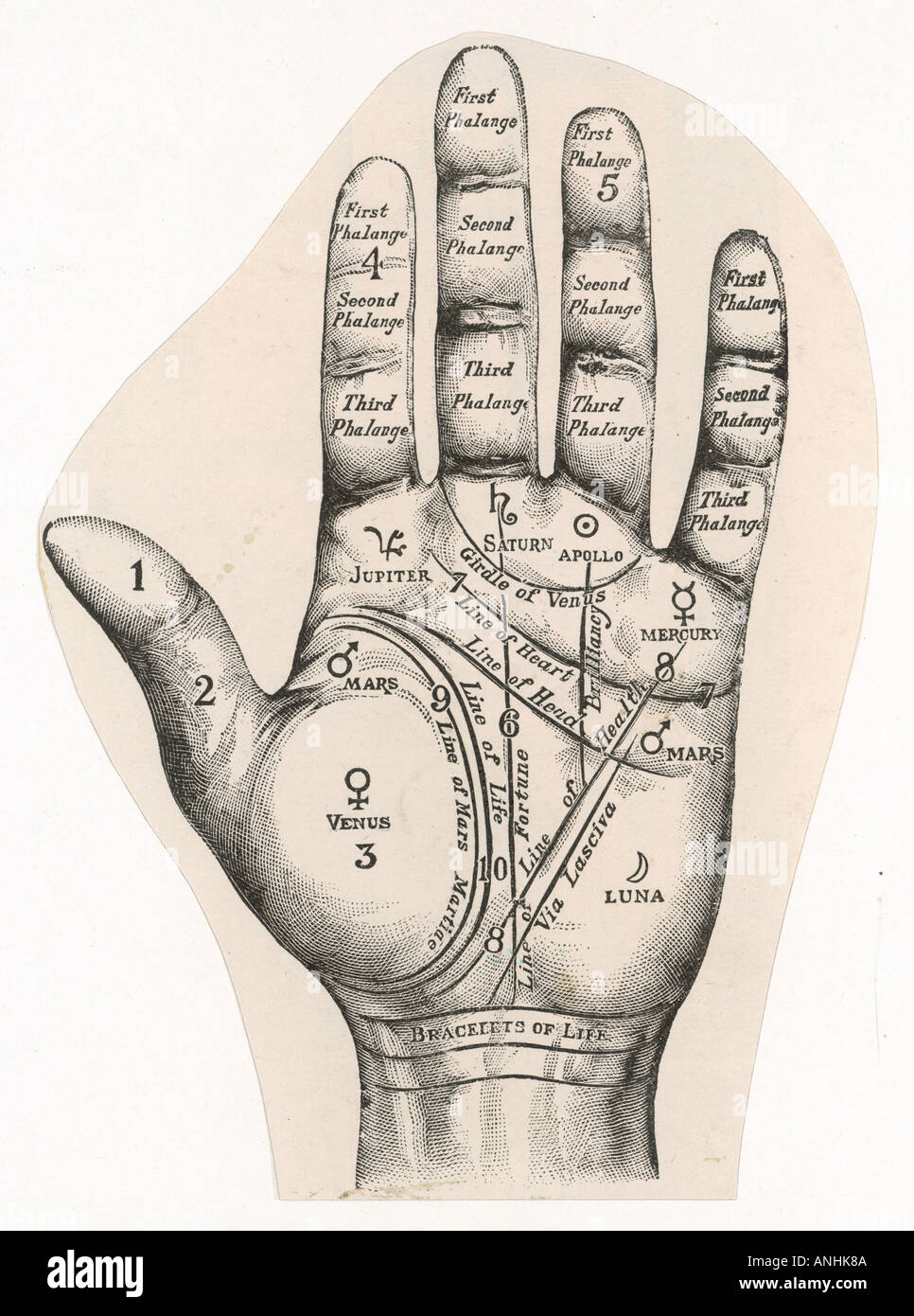 Palmistry Map Graphic Stock Photo
