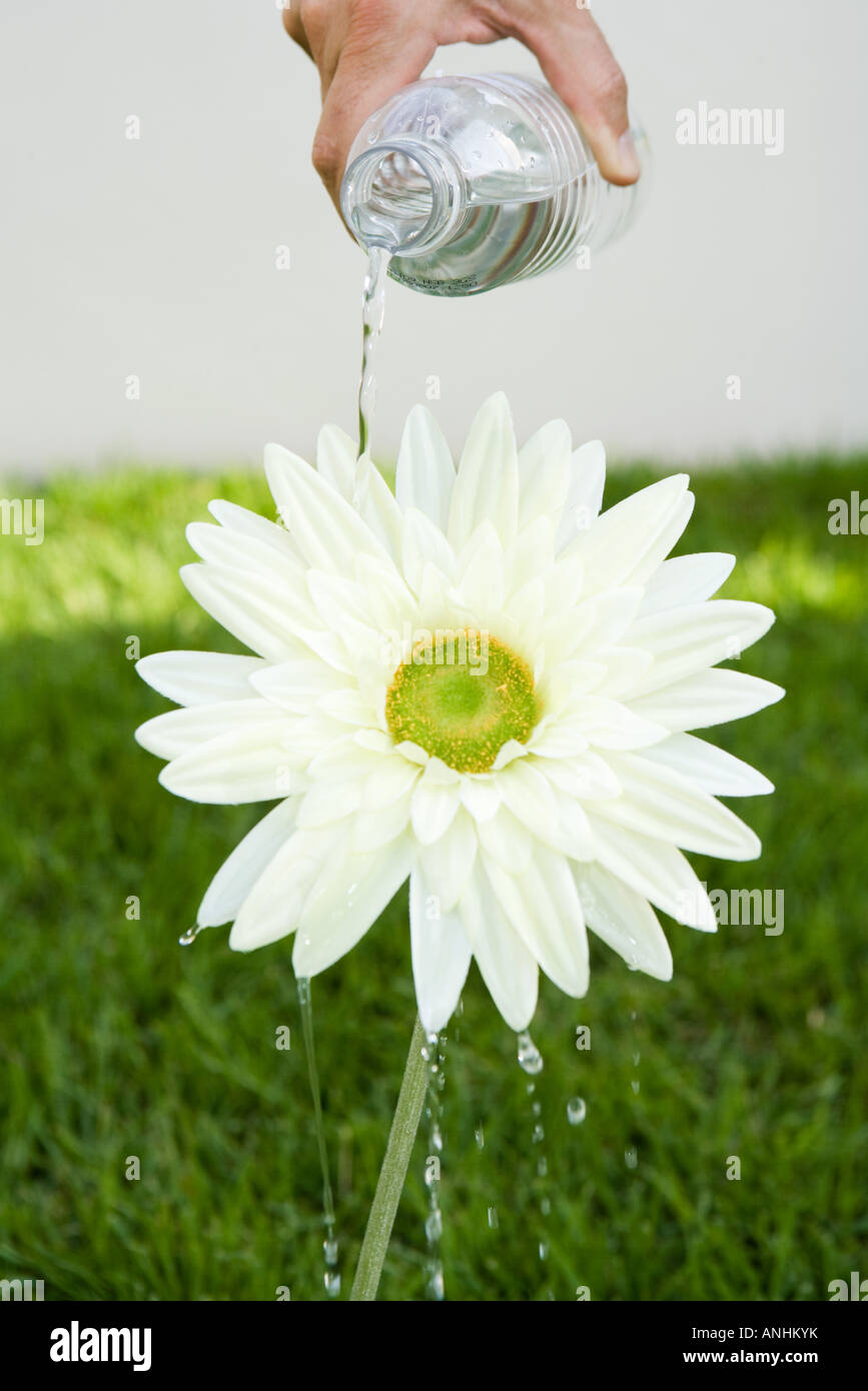 Person watering daisy with water bottle, cropped view Stock Photo Alamy