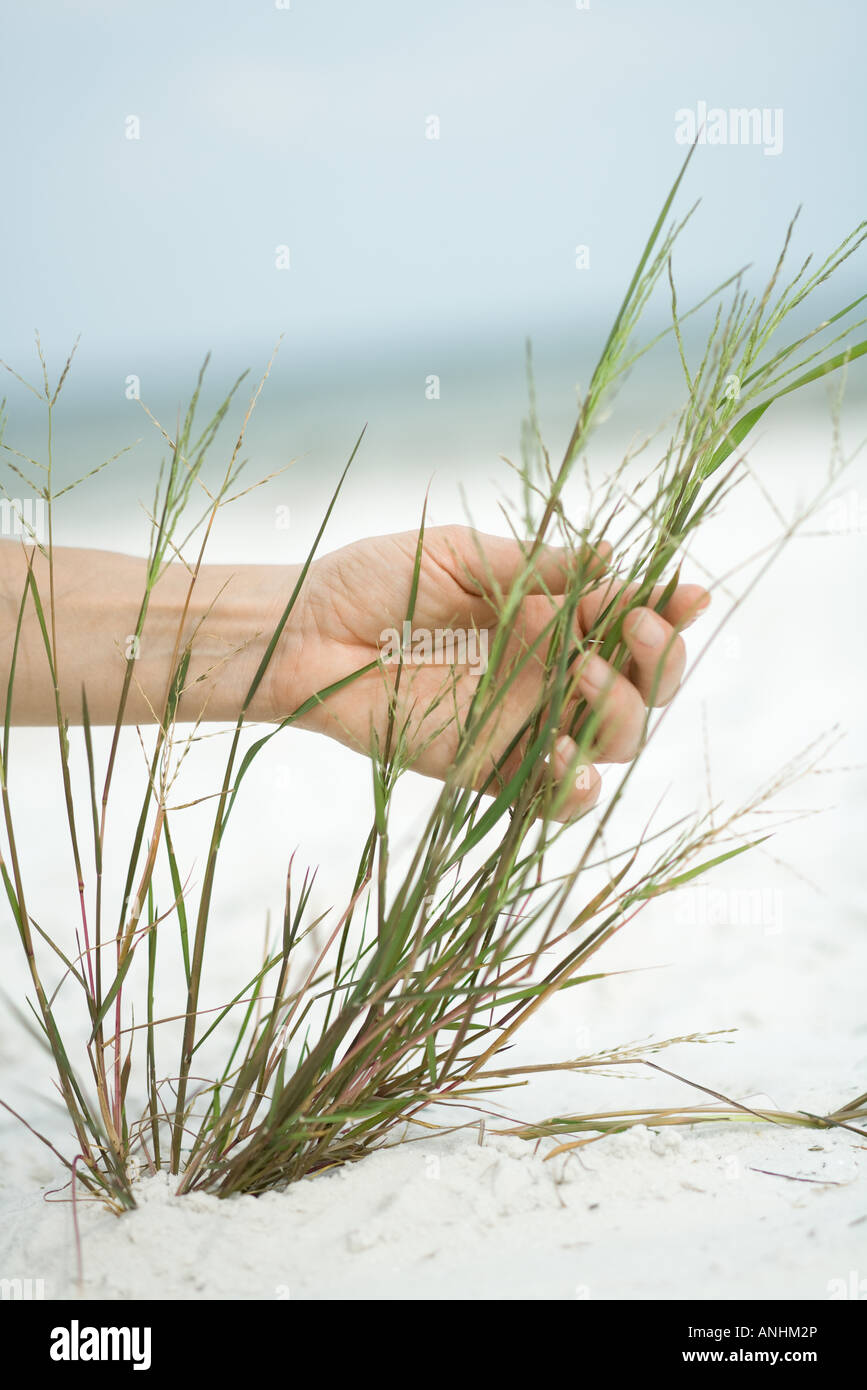 Cropped view of hand touching dune grass, close-up Stock Photo