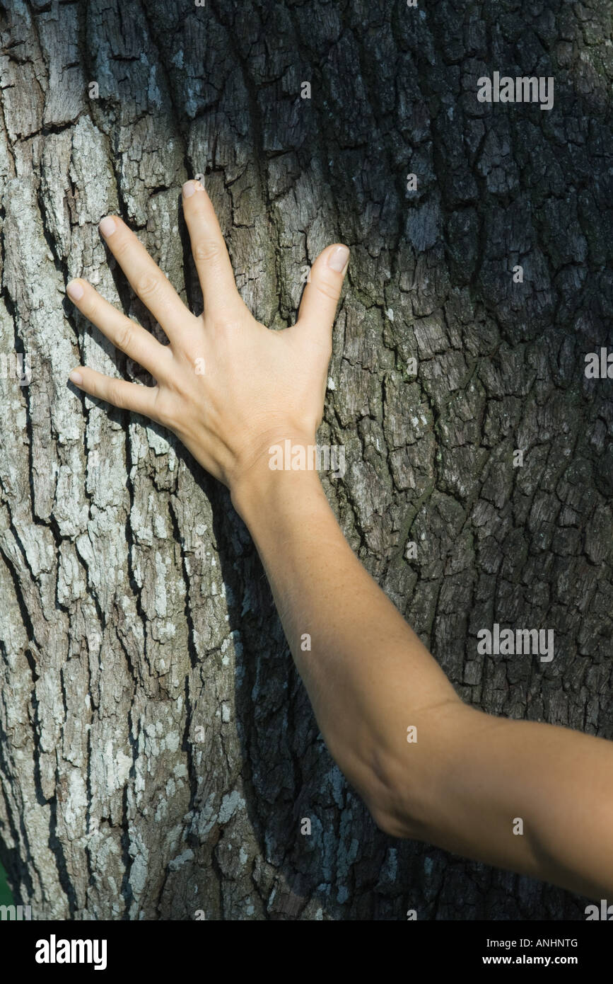 Woman touching tree trunk, cropped Stock Photo - Alamy