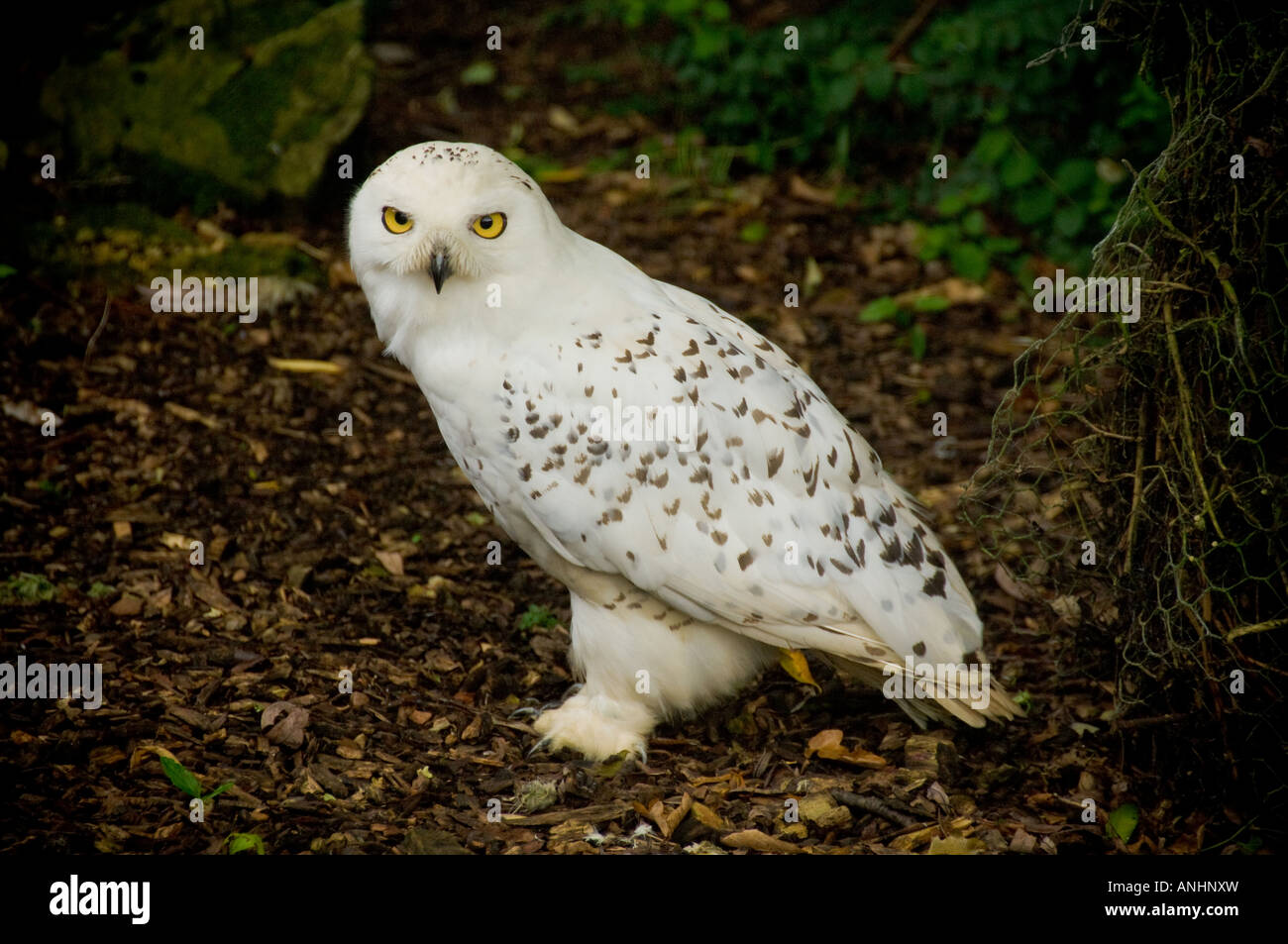Snowy Owl on the ground. UK Stock Photo