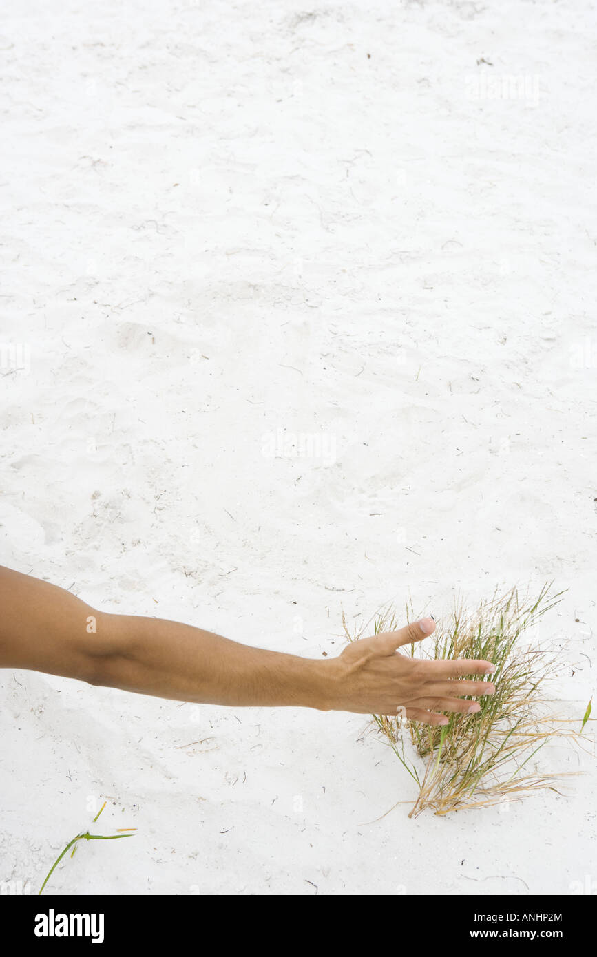 Man touching dune grass, cropped view of arm Stock Photo