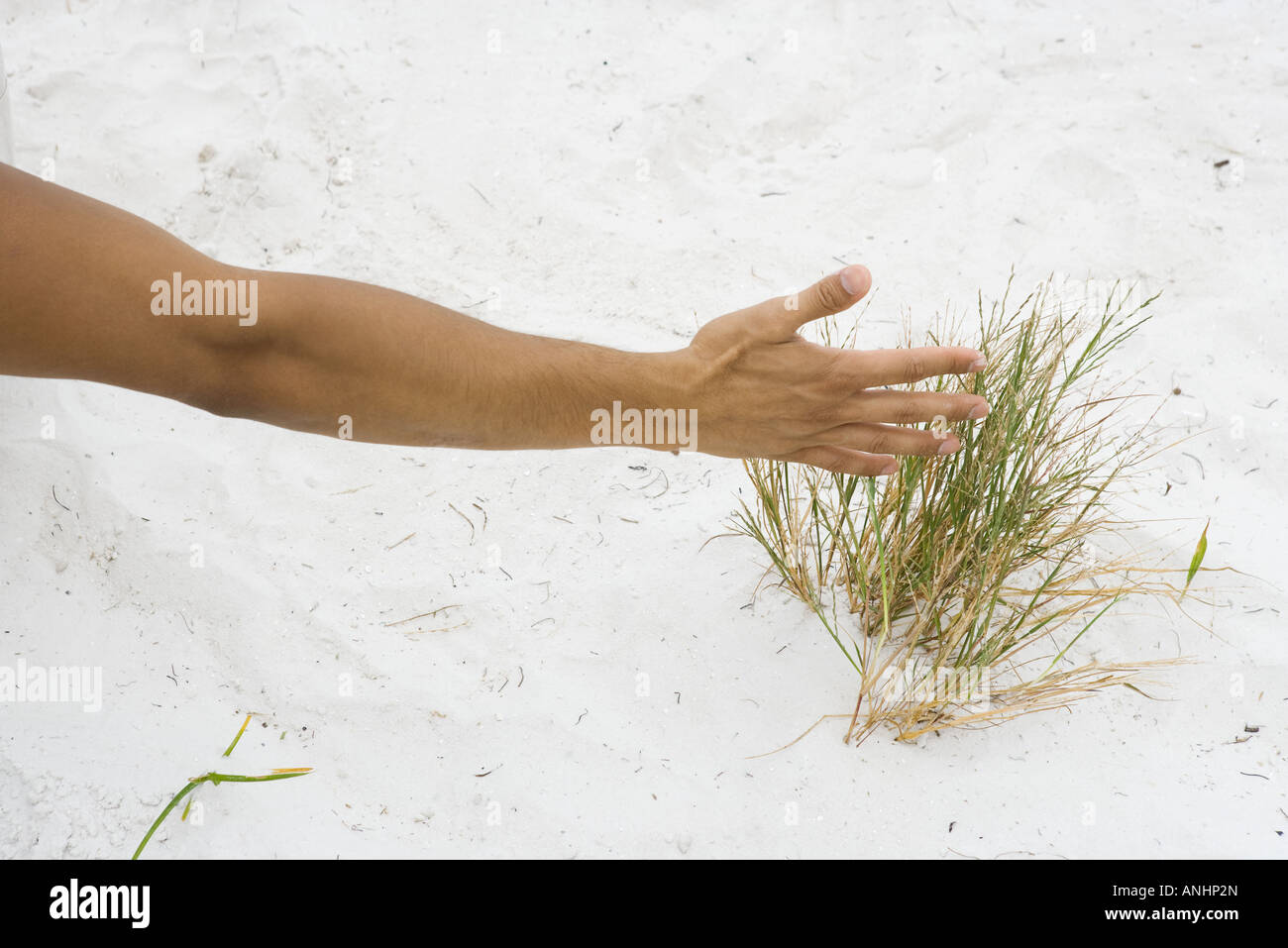 Man touching dune grass, cropped view of arm Stock Photo