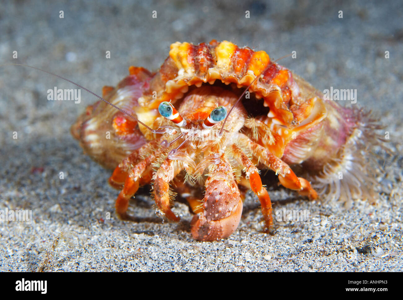 Anemone Hermit Crab (Dardanus pedunculatus) North Sulawesi Indonesia Stock Photo