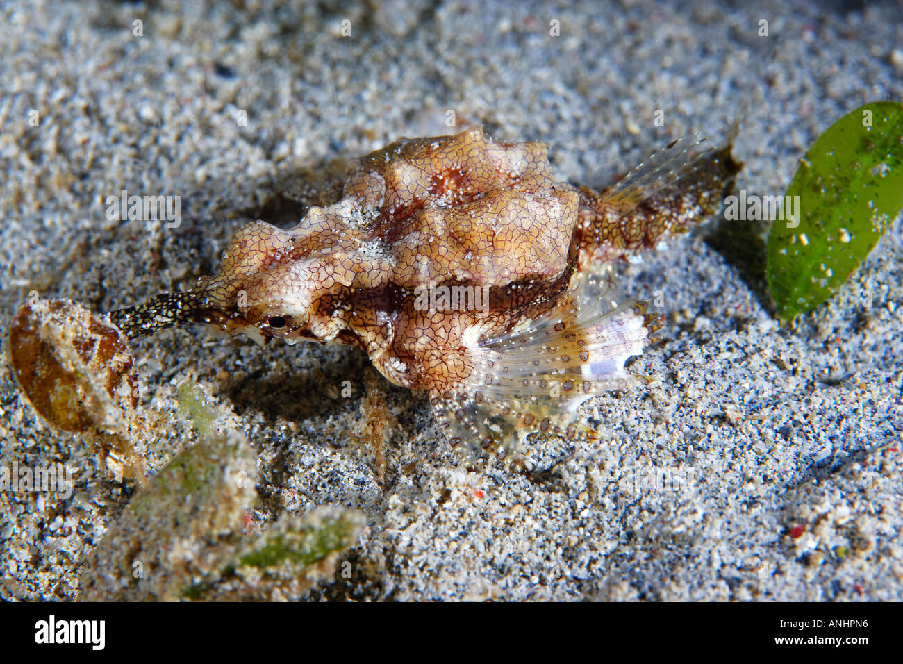 Dragon Sea Moth (Eurypegasus draconis) Lembeh Strait North Sulawesi, Indonesia Stock Photo
