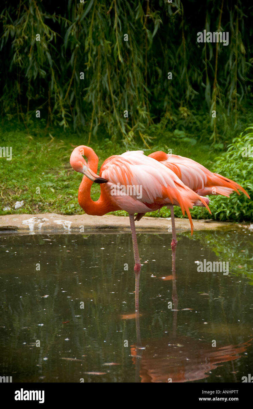 2 American  flamingoes (Phoenicopterus ruber) standing side by side on one leg in their pond at Lotherton Hall, Aberford, West Yorkshire, UK Stock Photo
