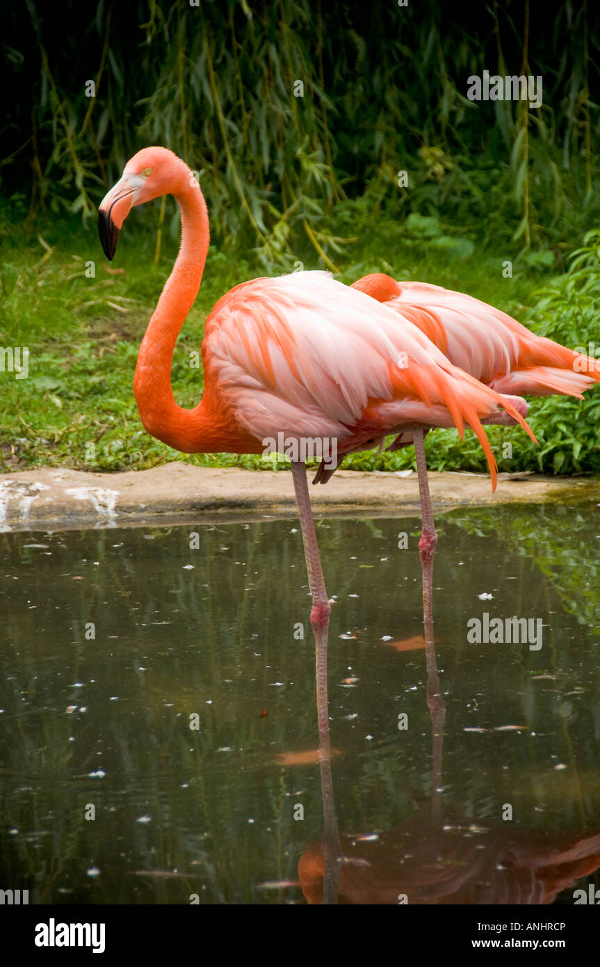 2 American  flamingoes (Phoenicopterus ruber) standing side by side on one leg in their pond at Lotherton Hall, Aberford, West Yorkshire, UK Stock Photo