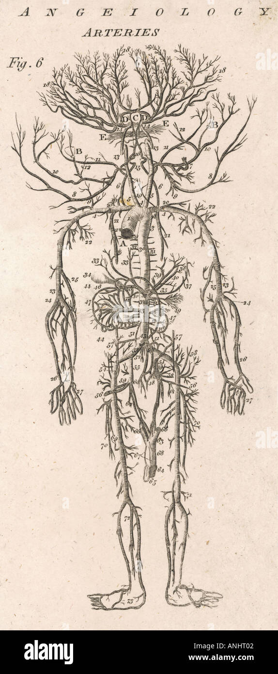History of human anatomy hi-res stock photography and images - Alamy