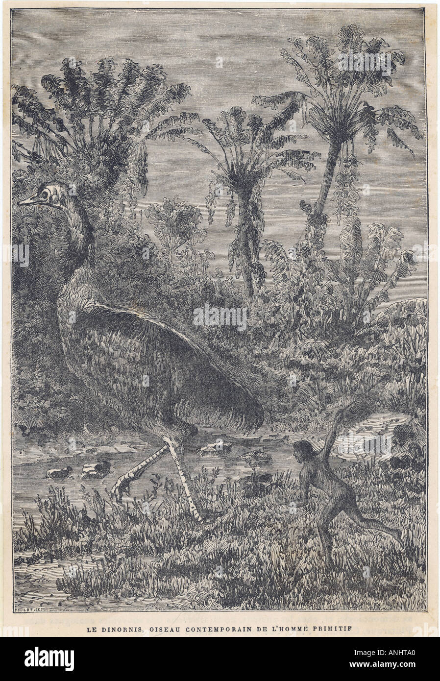 Extinct Dinornis Moa Stock Photo