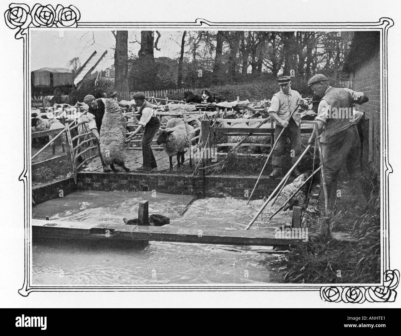 Sheep Dipping 1910 Stock Photo Alamy