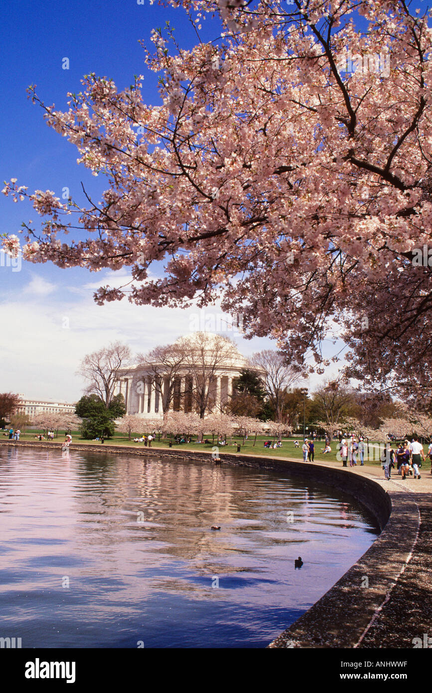 Washington DC The National Mall and The Thomas Jefferson Memorial in the Spring With Cherry Blossom Trees Blooming Stock Photo