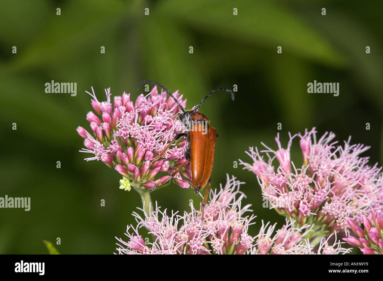 beetle Leptura rubra Stock Photo