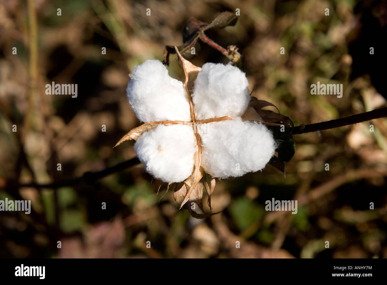 Fairtrade cotton Mali Stock Photo Alamy