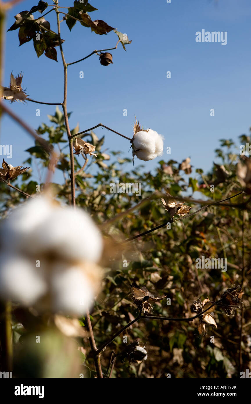 Fairtrade cotton Mali Stock Photo Alamy