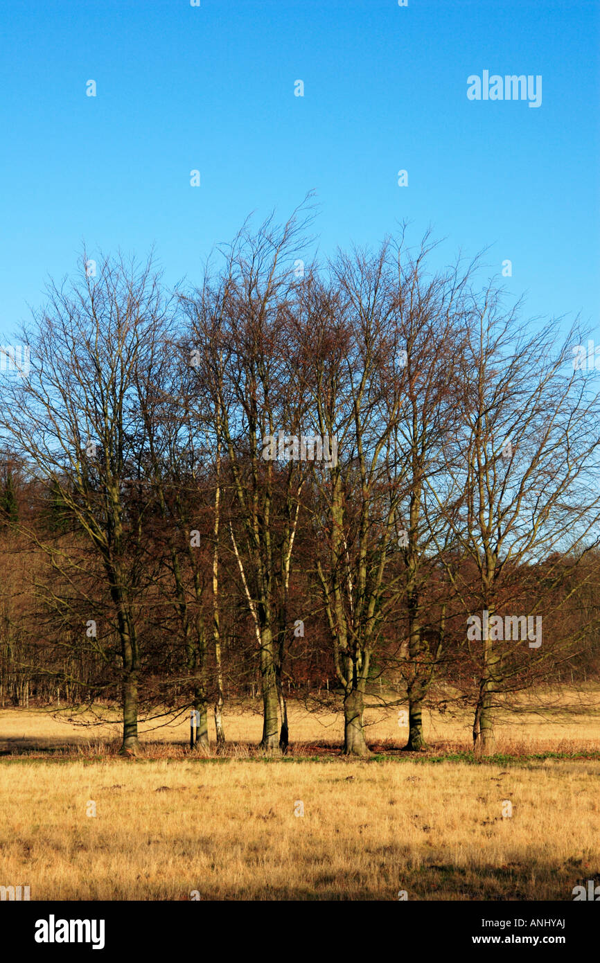 A group of trees bathed in golden winter sunlight. Stock Photo
