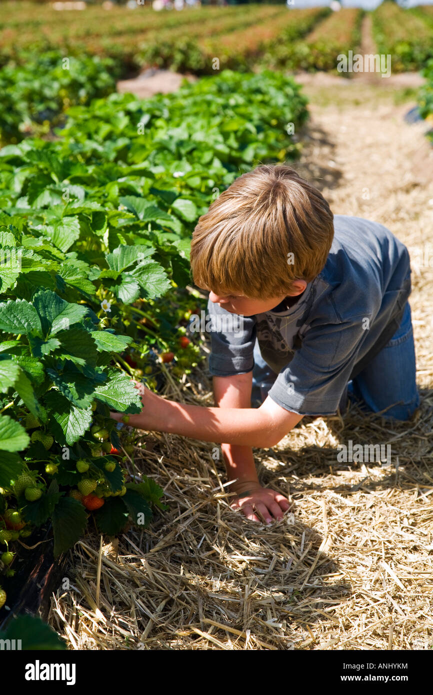 Young boy picking strawberries in field Stock Photo - Alamy