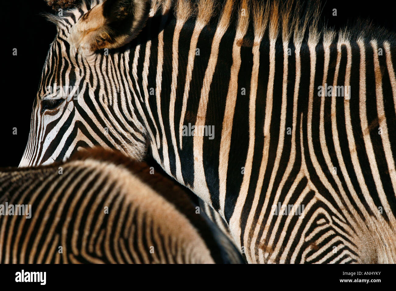 Two zebras also known as Equus zebra zebra are pictured in the Cabarceno nature reserve, northern Spain Stock Photo