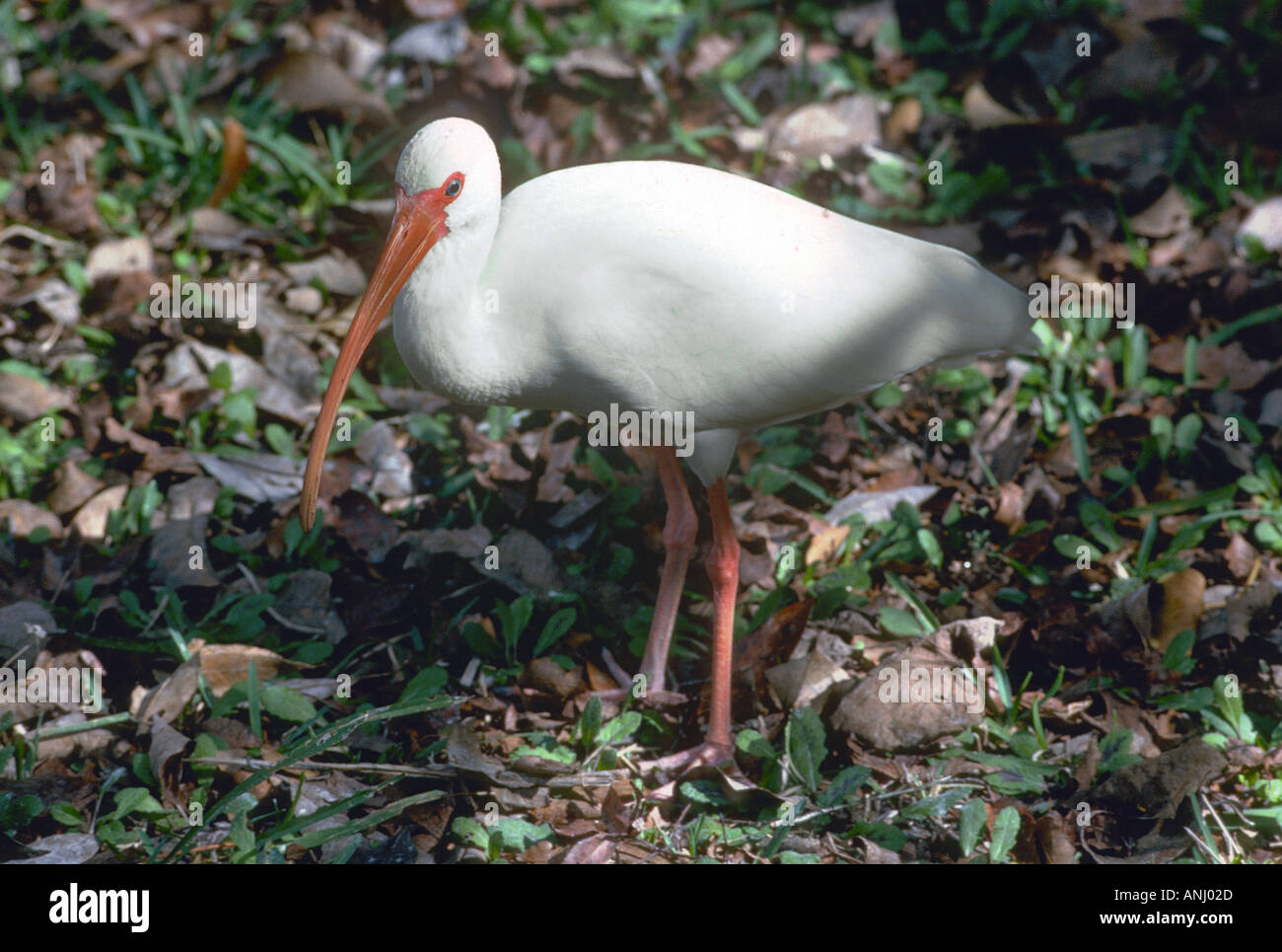 White Ibis Everglades National Park Florida Stock Photo