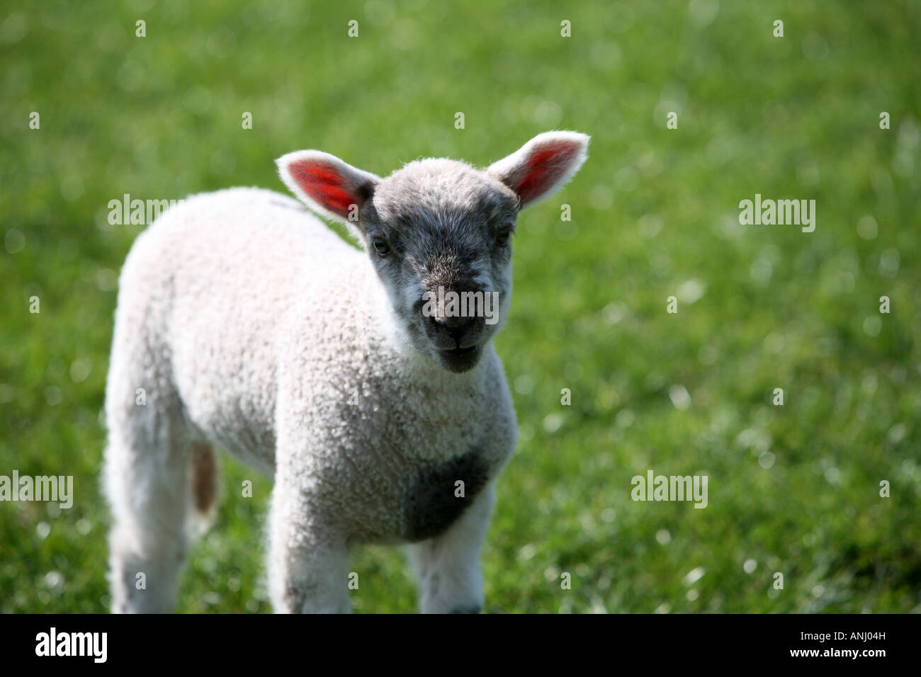 young Lamb looking at you Stock Photo - Alamy