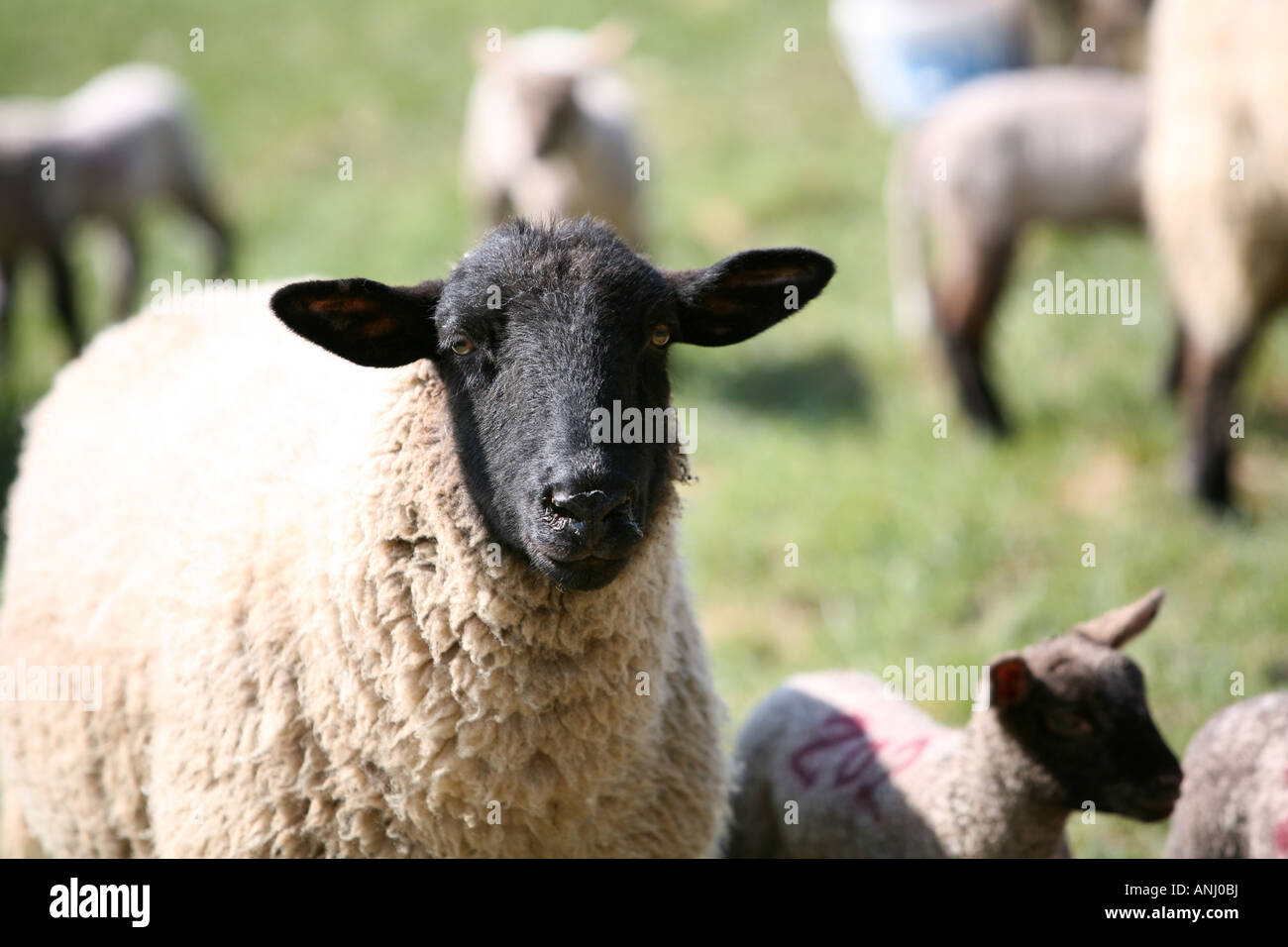 Oxford Down lamb with mother Stock Photo Alamy