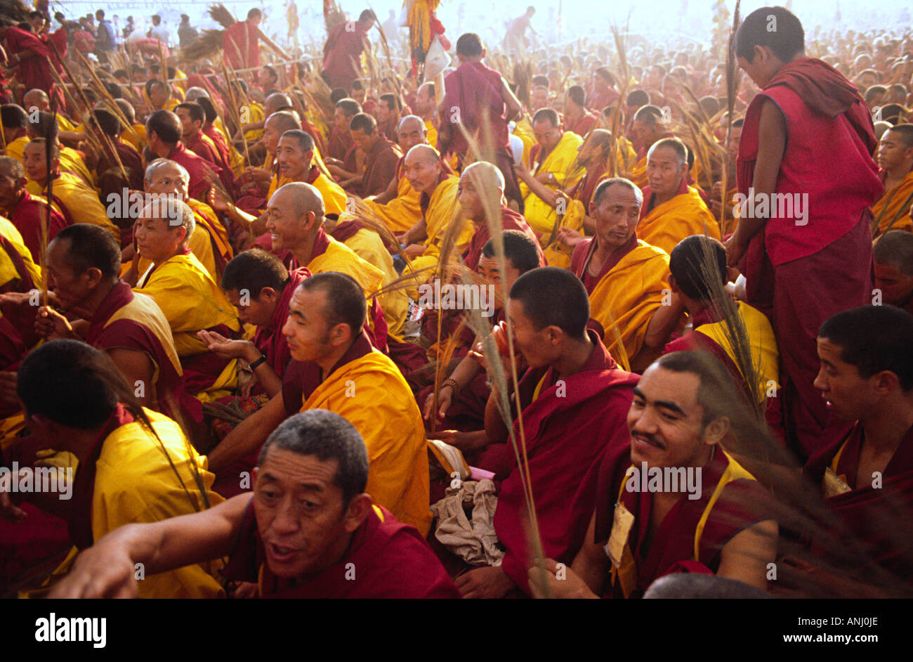 Kusha grass hires stock photography and images Alamy