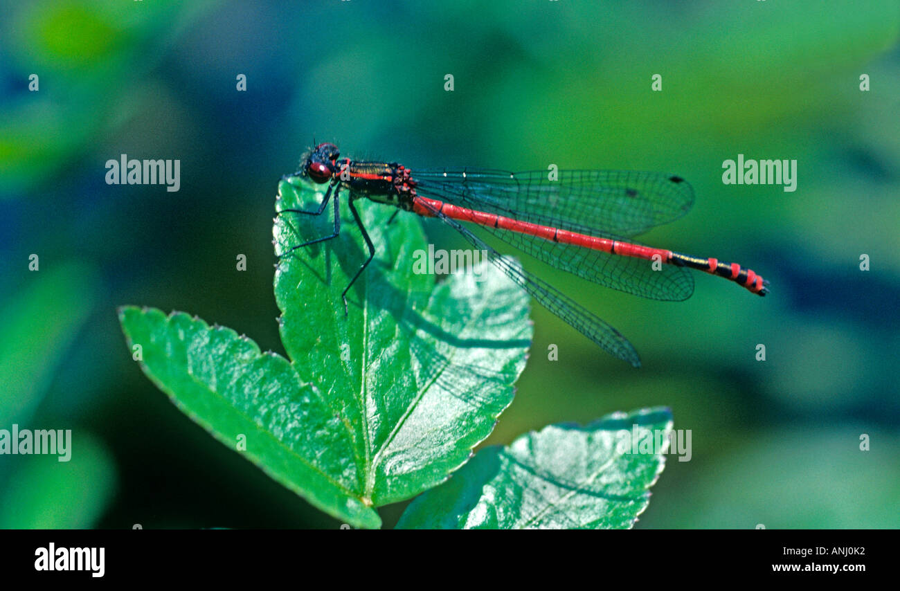 Red damselfly on leaf hi-res stock photography and images - Alamy
