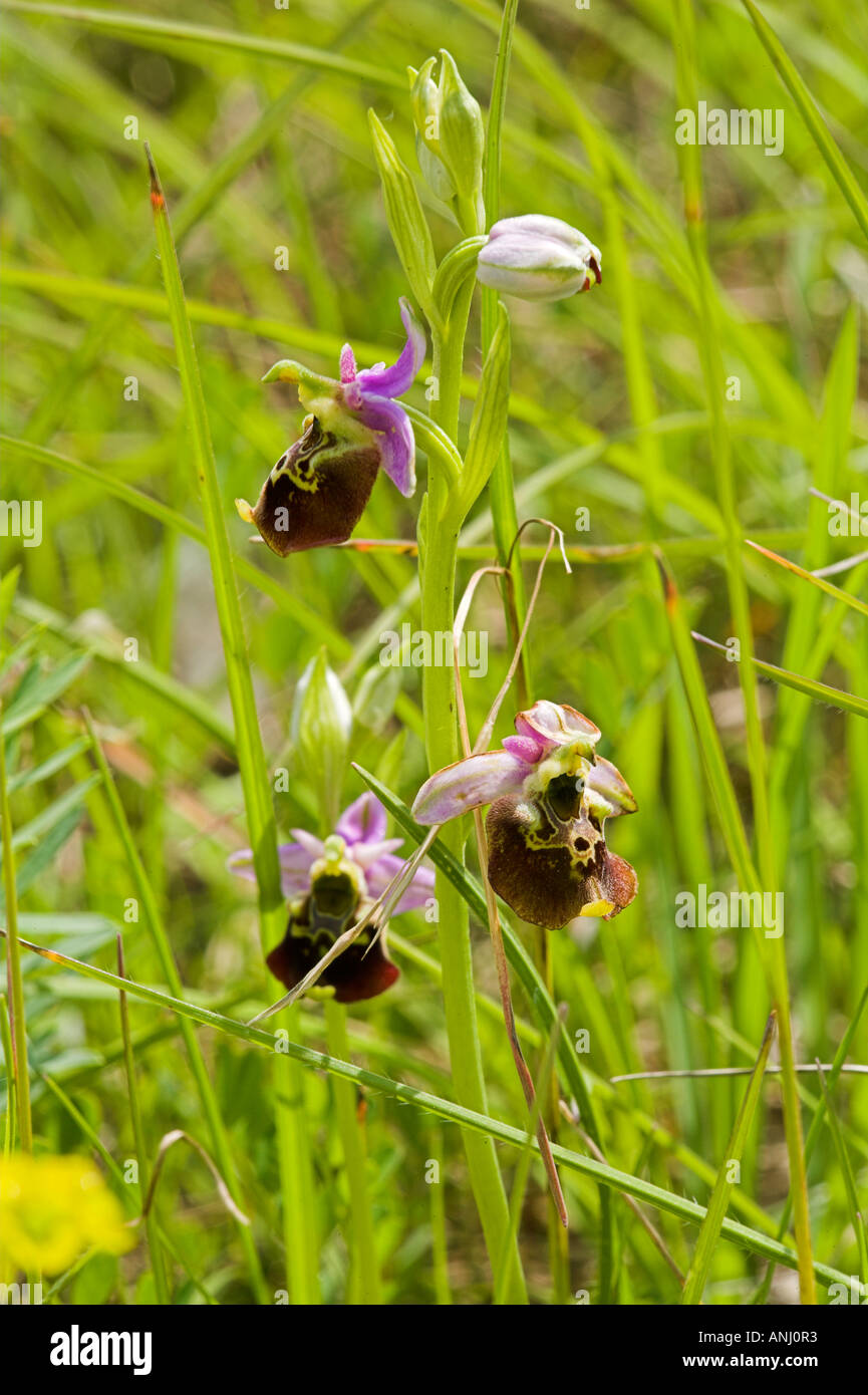 Auwald Taubergiessen wetland Orchis Stock Photo