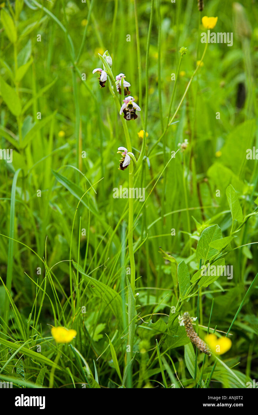 Auwald Taubergiessen wetland Orchis Stock Photo
