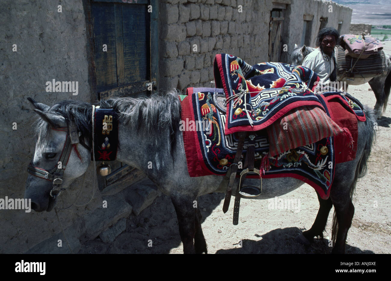 A Tibetan carpet trader with packhorses laden with traditional hand-woven carpets in.Ladakh, North India Stock Photo