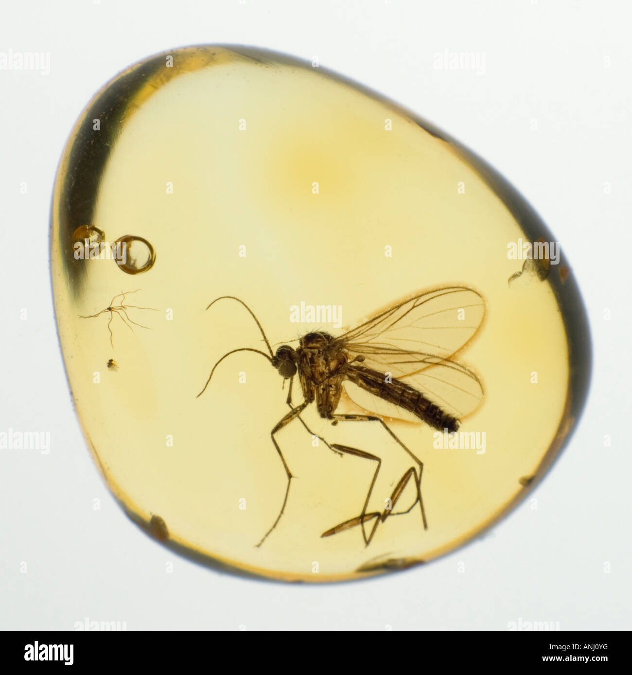 Prehistoric Fly in Amber 40-50m years old Stock Photo - Alamy