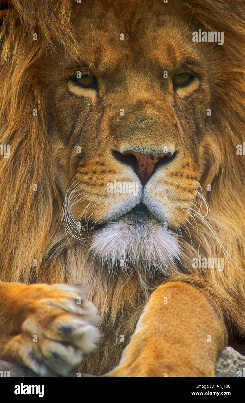 Portrait of a male lion hi-res stock photography and images - Alamy
