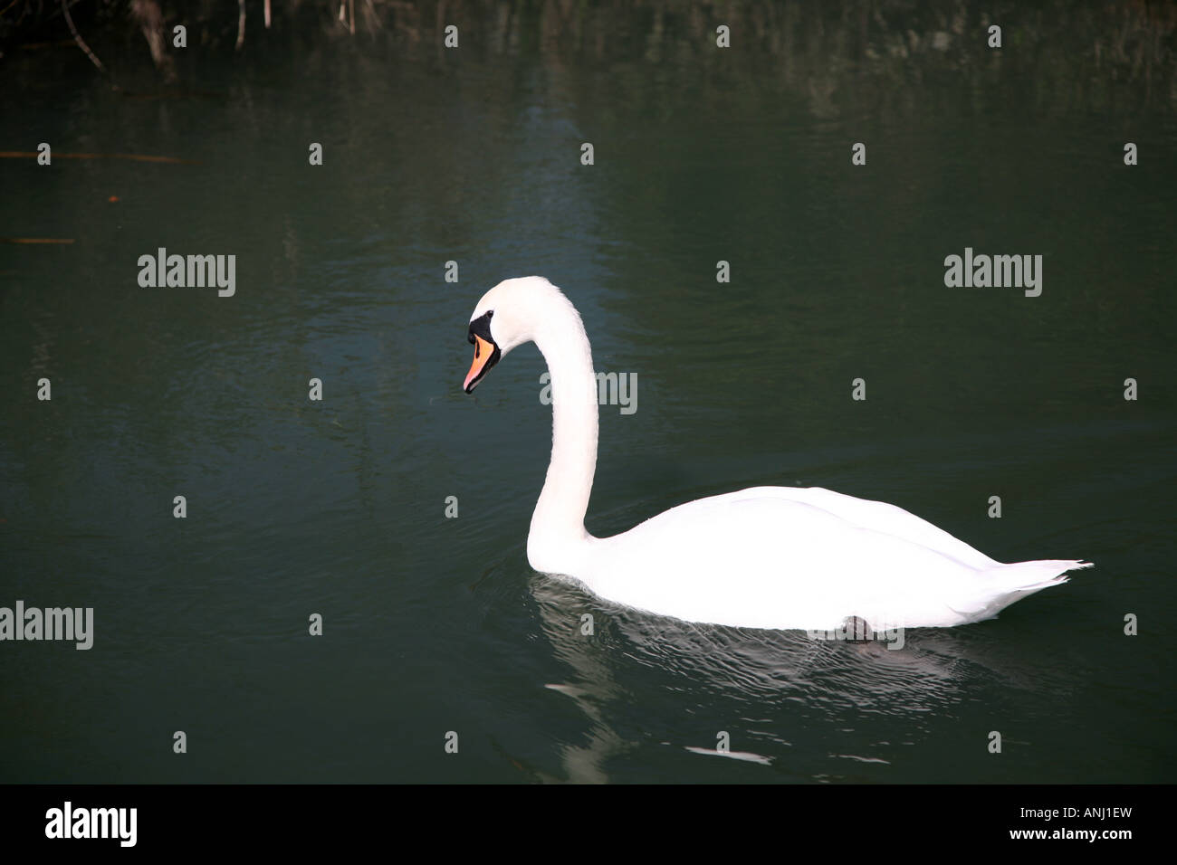 Swan swimming on river Stock Photo
