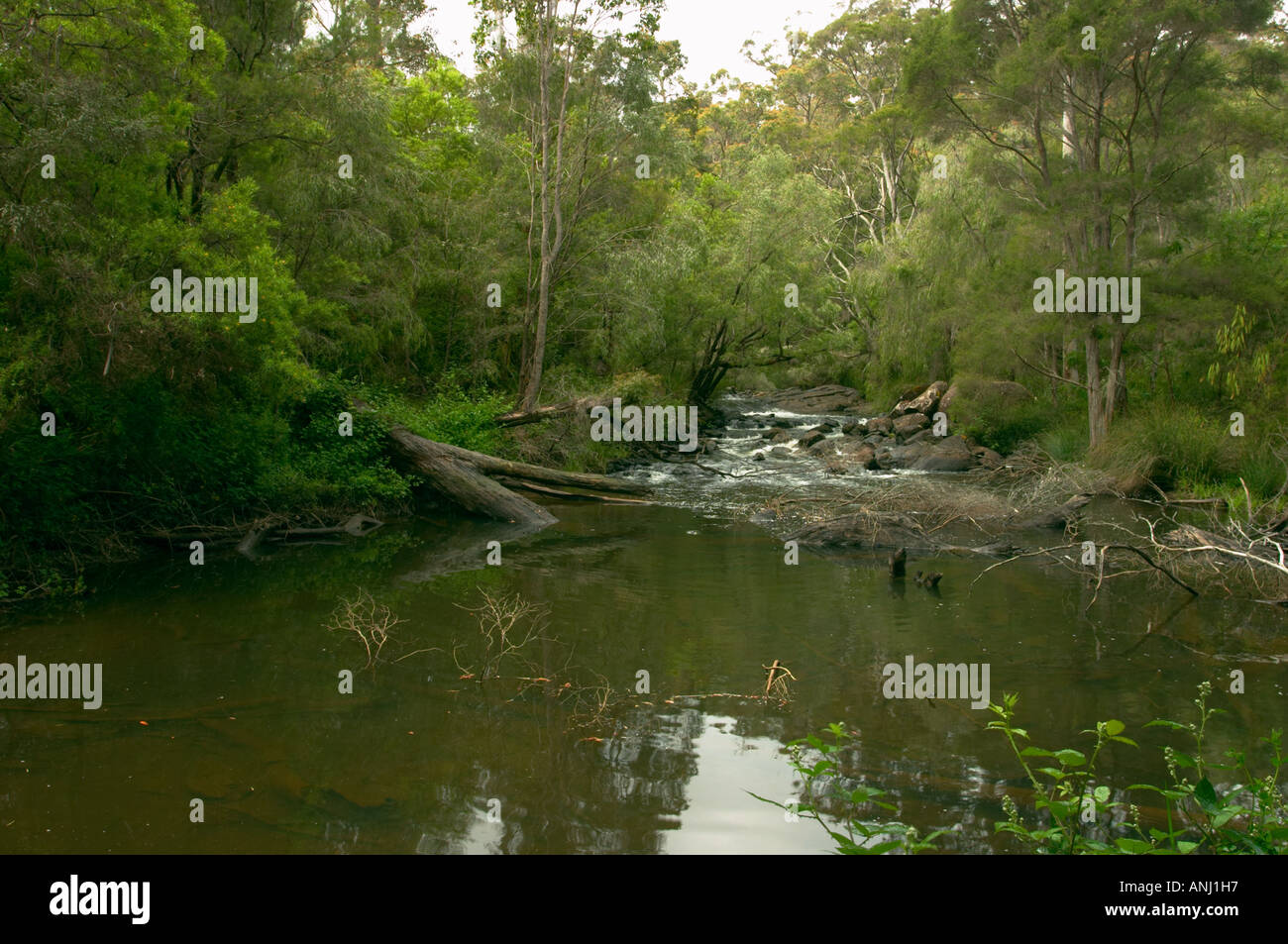 Peaceful and beautiful stream with smooth stones in lush forest. horizontal / landscape orientation. Stock Photo