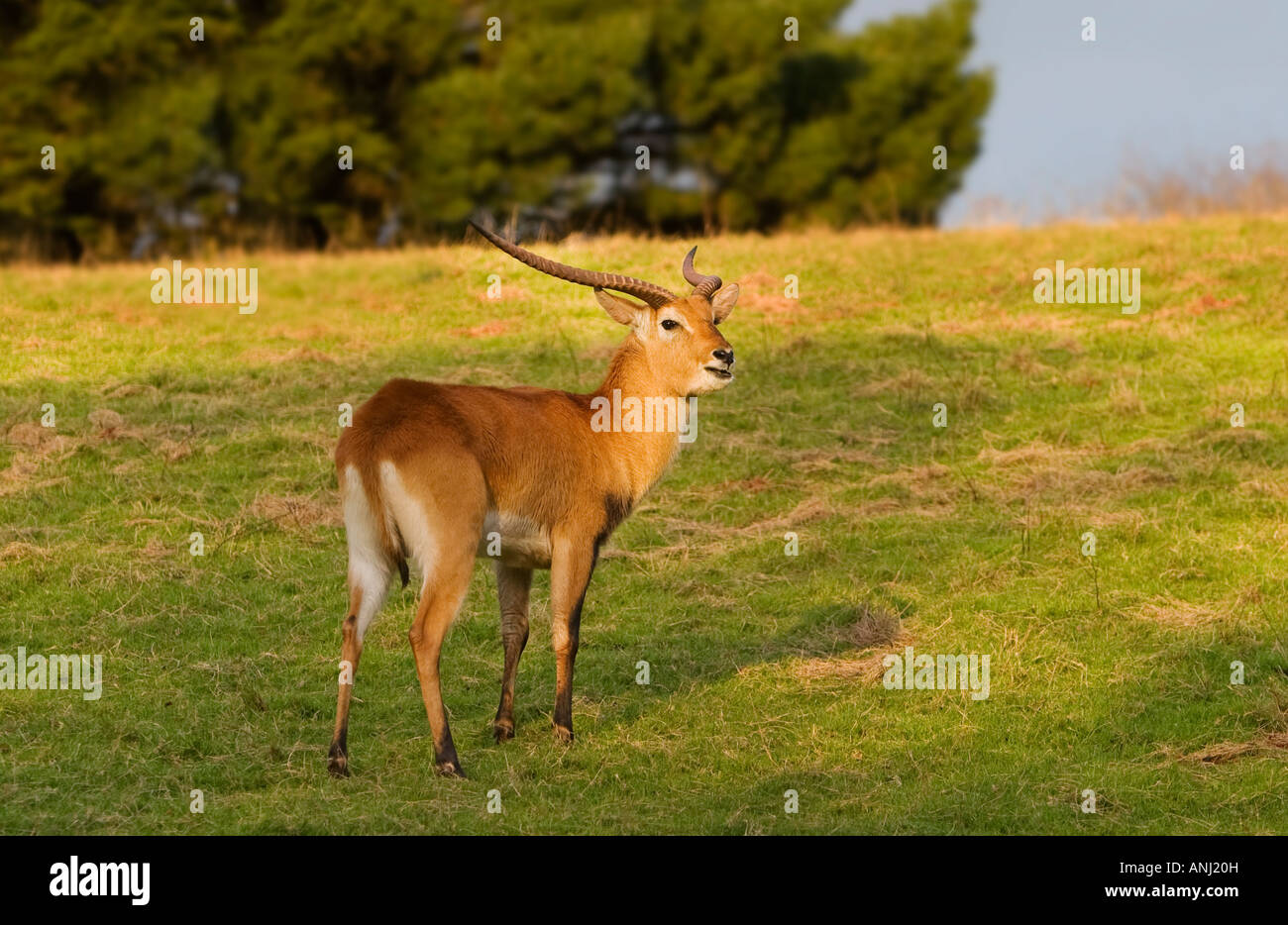 Antelope lechwe red south african Kafue deer wildlife Stock Photo